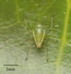 Myzus persicae