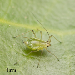 Myzus persicae