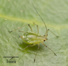 Myzus persicae