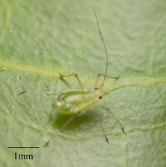 Myzus persicae