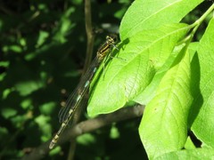 Coenagrion
