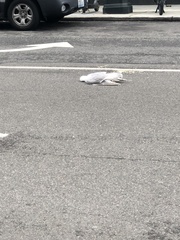 Larus glaucescens × occidentalis