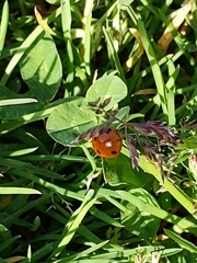 Coccinella septempunctata