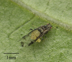 Sarucallis kahawaluokalani