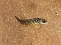 Hexagrammos agrammus