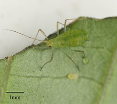 Macrosiphum euphorbiae