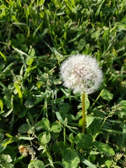Taraxacum officinale