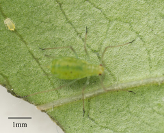 Macrosiphum euphorbiae