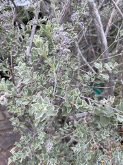 Condea