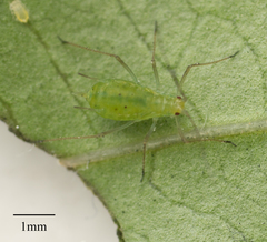 Macrosiphum euphorbiae