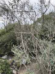 Condea
