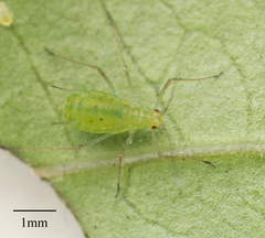 Macrosiphum euphorbiae