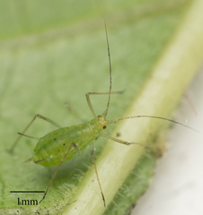 Macrosiphum euphorbiae
