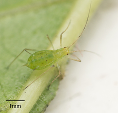Macrosiphum euphorbiae