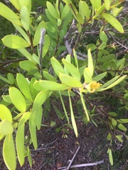 Persoonia lanceolata