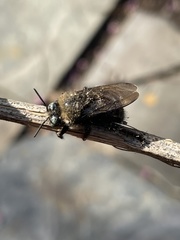Xylocopa tabaniformis