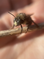 Xylocopa tabaniformis