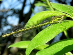 Coenagrion