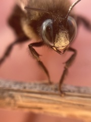 Xylocopa tabaniformis