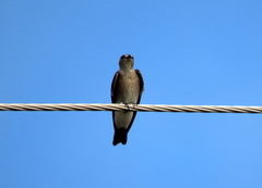 Stelgidopteryx serripennis ridgwayi