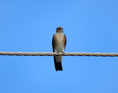 Stelgidopteryx serripennis ridgwayi