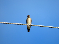 Stelgidopteryx serripennis ridgwayi