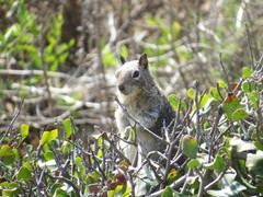Otospermophilus beecheyi