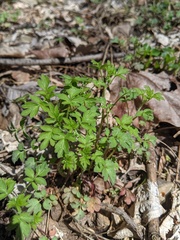 Phacelia ranunculacea