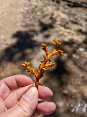 Arceuthobium vaginatum