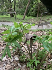 Arisaema thunbergii urashima
