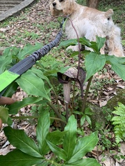 Arisaema thunbergii urashima