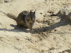 Otospermophilus beecheyi