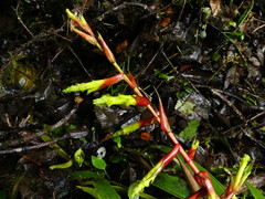 Guzmania xanthobractea
