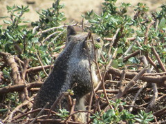 Otospermophilus beecheyi