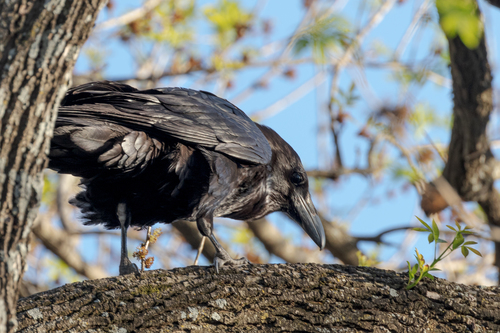 Common Raven photographed in Texas
