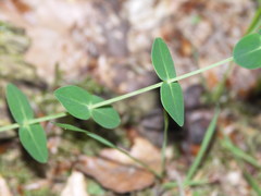 Hypericum pulchrum