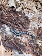 Plethodon chlorobryonis