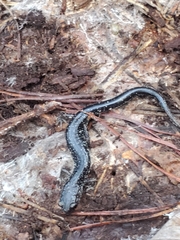 Plethodon chlorobryonis