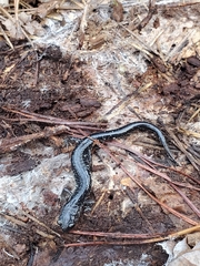 Plethodon chlorobryonis