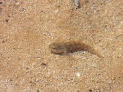 Tridentiger trigonocephalus