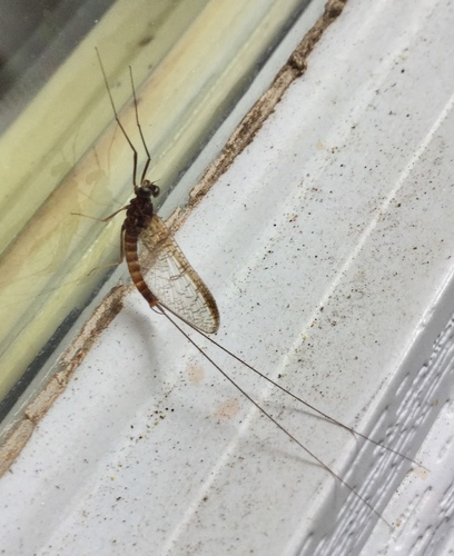 iNaturalist observation photo of Mayflies