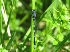 Coenagrion