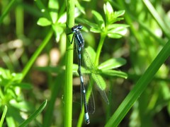 Coenagrion