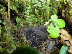 Grallaria guatimalensis