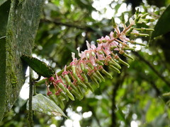 Cavendishia grandifolia