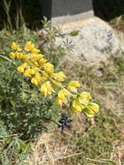 Lupinus luteolus