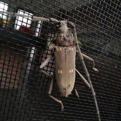 Susuacanga stigmatica