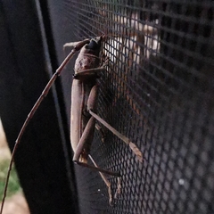 Susuacanga stigmatica