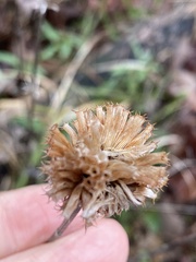 Monarda stipitatoglandulosa