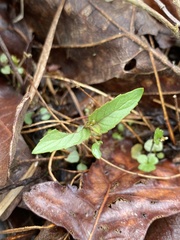 Monarda stipitatoglandulosa
